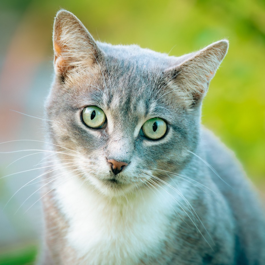 Recettes de glaces pour chats
